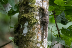 Paraxerus alexandri