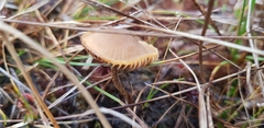 Conocybe tenera