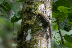 Paraxerus alexandri