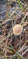 Conocybe tenera