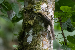 Paraxerus alexandri