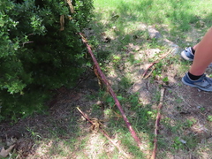 Phytolacca americana