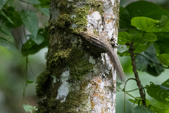 Paraxerus alexandri