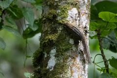 Paraxerus alexandri
