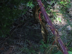 Phytolacca americana