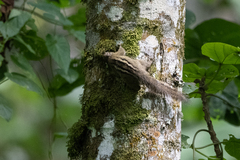 Paraxerus alexandri