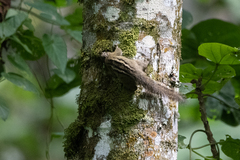 Paraxerus alexandri