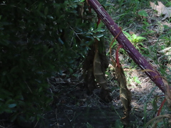 Phytolacca americana