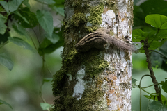 Paraxerus alexandri