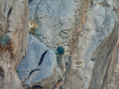 Agave victoriae-reginae