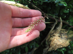 Phytolacca americana
