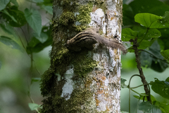 Paraxerus alexandri