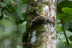 Paraxerus alexandri
