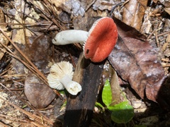 Russula silvicola