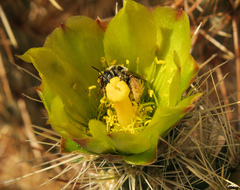 Diadasia