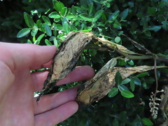 Phytolacca americana