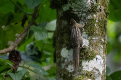 Paraxerus alexandri