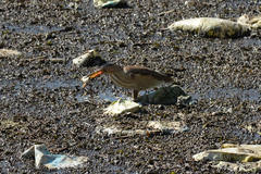 Ixobrychus minutus minutus