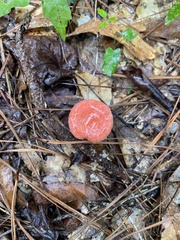 Russula silvicola