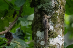 Paraxerus alexandri