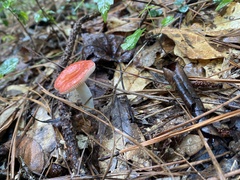 Russula silvicola