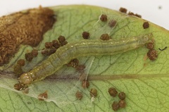 Spheterista tetraplasandra