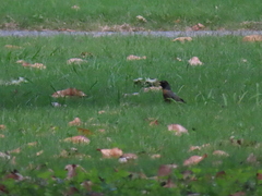 Turdus migratorius