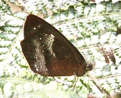 Lymanopoda obsoleta