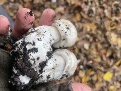 Agaricus hondensis