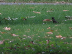 Turdus migratorius