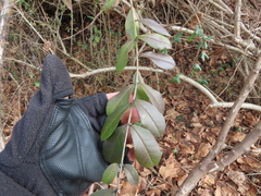 Ligustrum quihoui