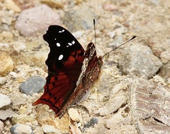 Hypanartia