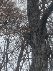 Sciurus carolinensis