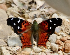 Hypanartia
