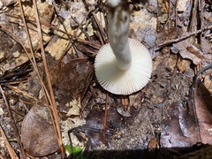 Russula silvicola