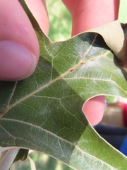 Callirhytis quercusclavigera