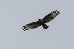 Buteo oreophilus