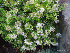 Veronica diosmifolia