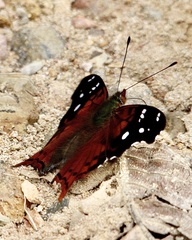Hypanartia