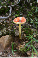 Amanita parcivolvata
