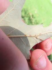 Callirhytis quercusclavigera