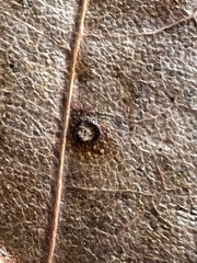 Neuroterus tantulus