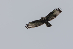 Buteo oreophilus