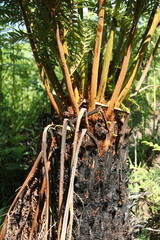 Cyathea dregei
