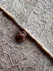 Neuroterus tantulus