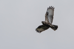 Buteo oreophilus