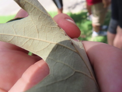 Callirhytis quercusclavigera