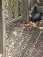 Zonotrichia albicollis