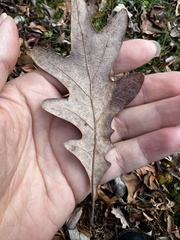 Neuroterus tantulus