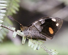 Corades chelonis